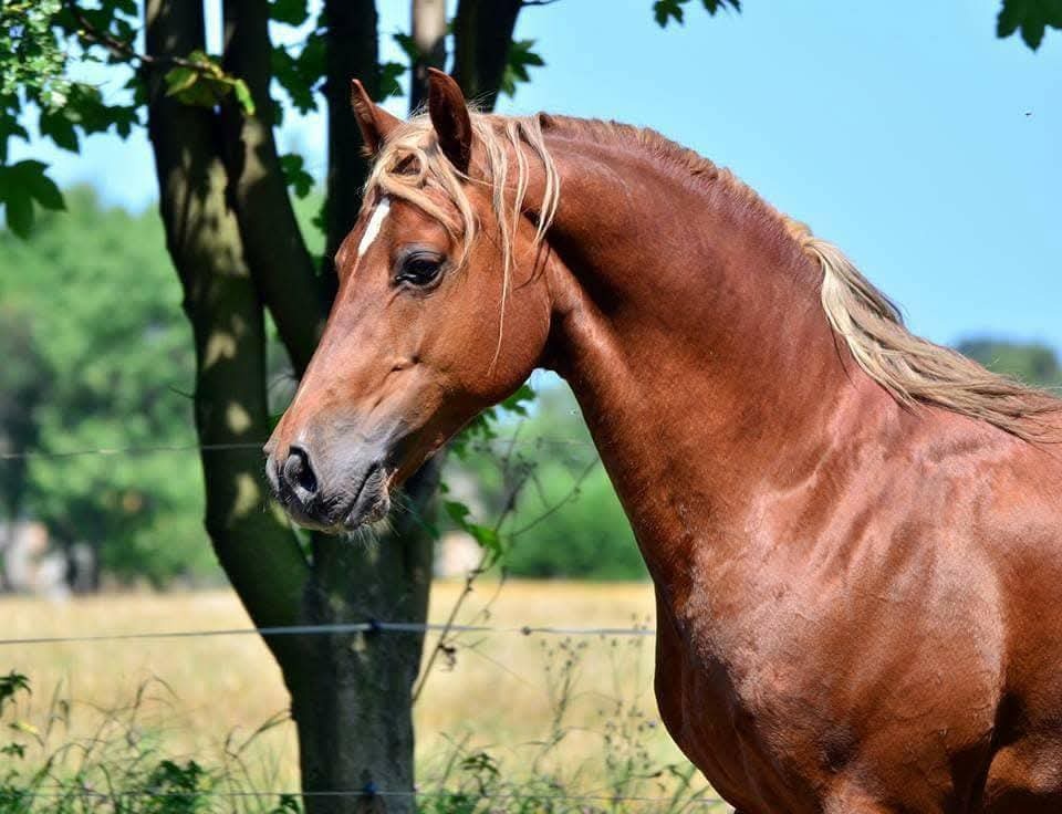 Připouštění Welsh cob - D