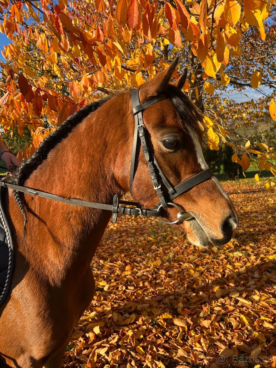 Welsh pony, sekce B