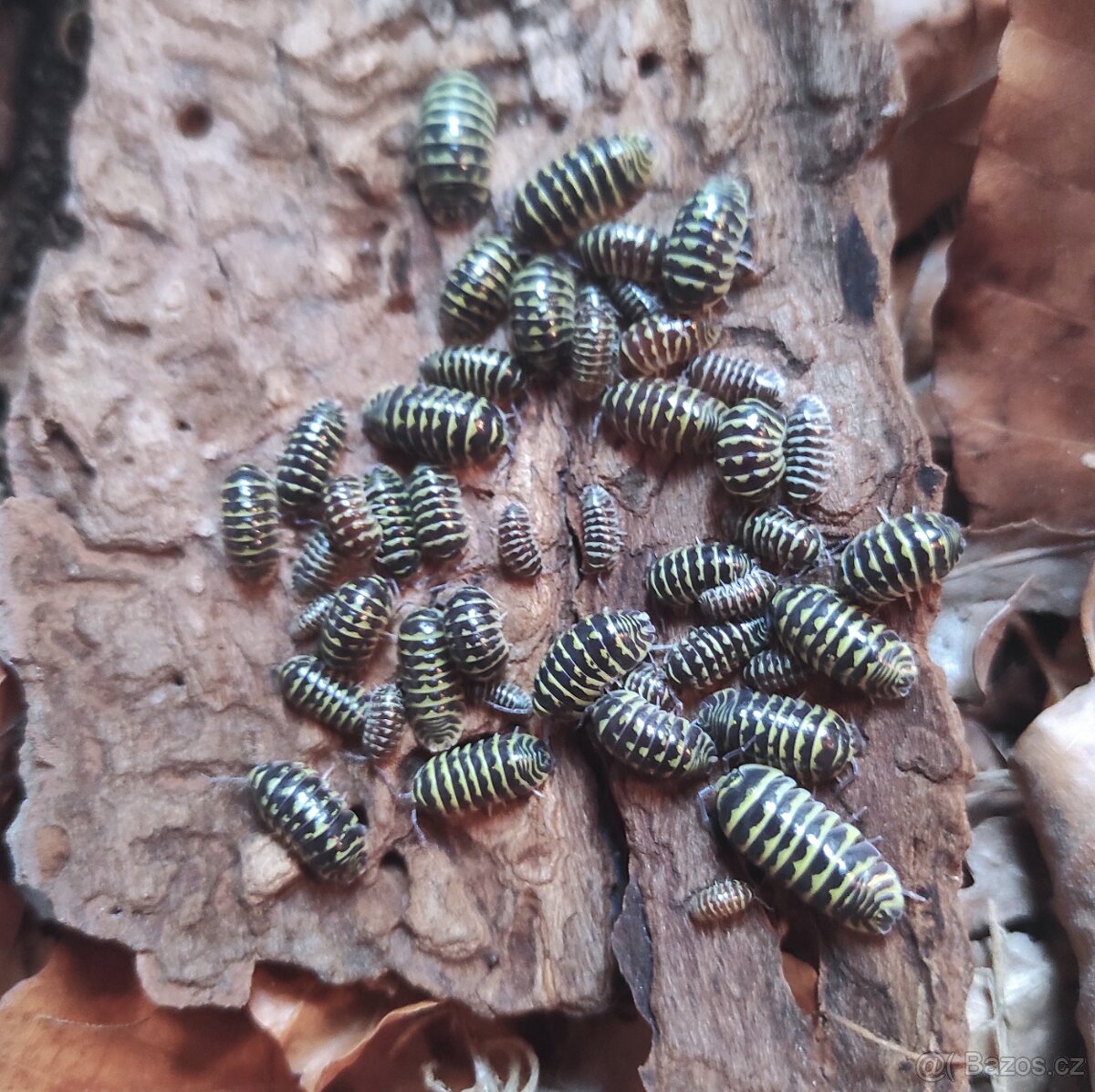 Armadillidium maculatum zebra yellow