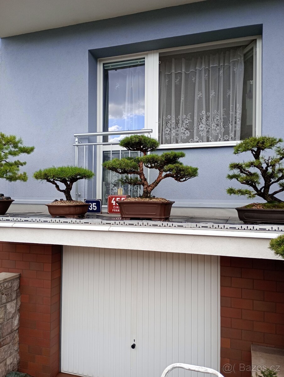 Bonsai borovice lesní  (Pinus sylvestris compressa)