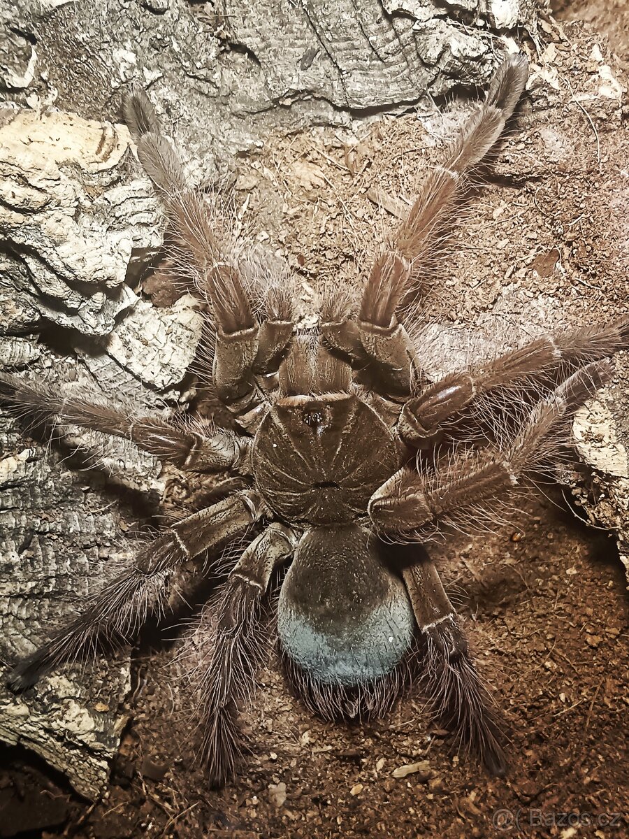 Theraphosa blondi