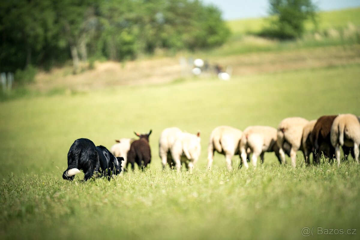 Koupim border collie