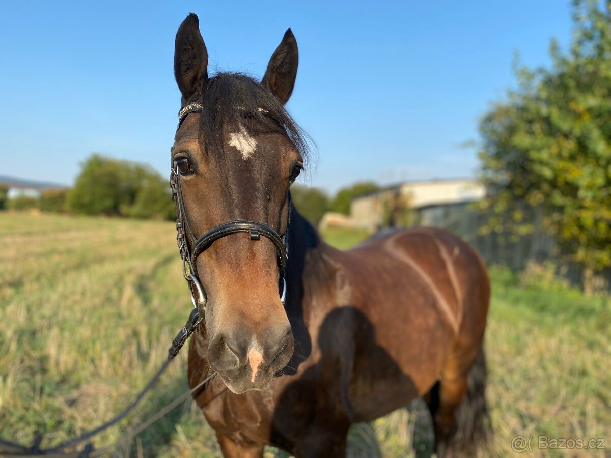 PRODÁM VALACHA WELSH COB 13.LET