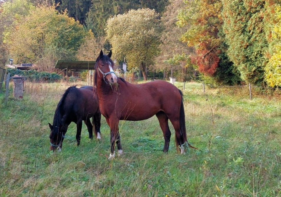 Klisna welsh pony B 3roky