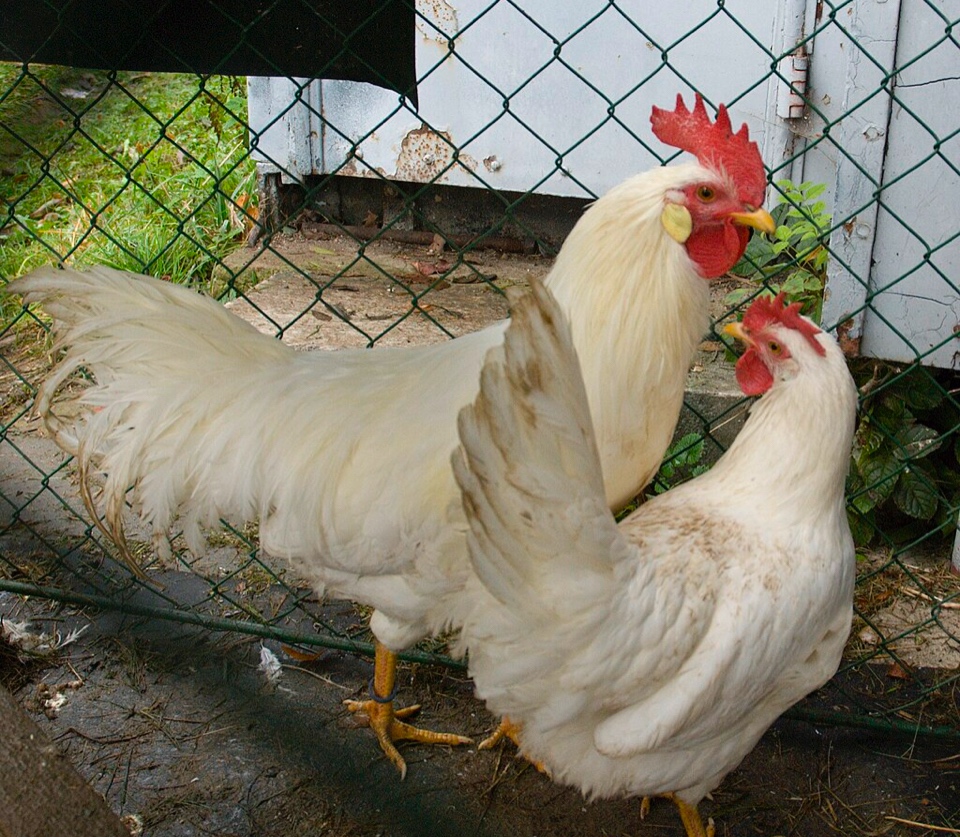 Kohout leghorn