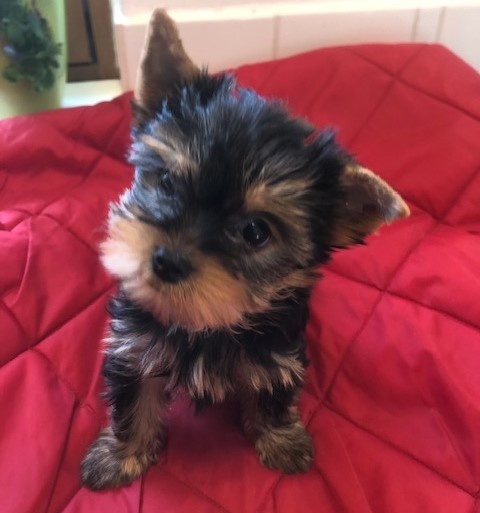 Yorkshire terrier - fenka