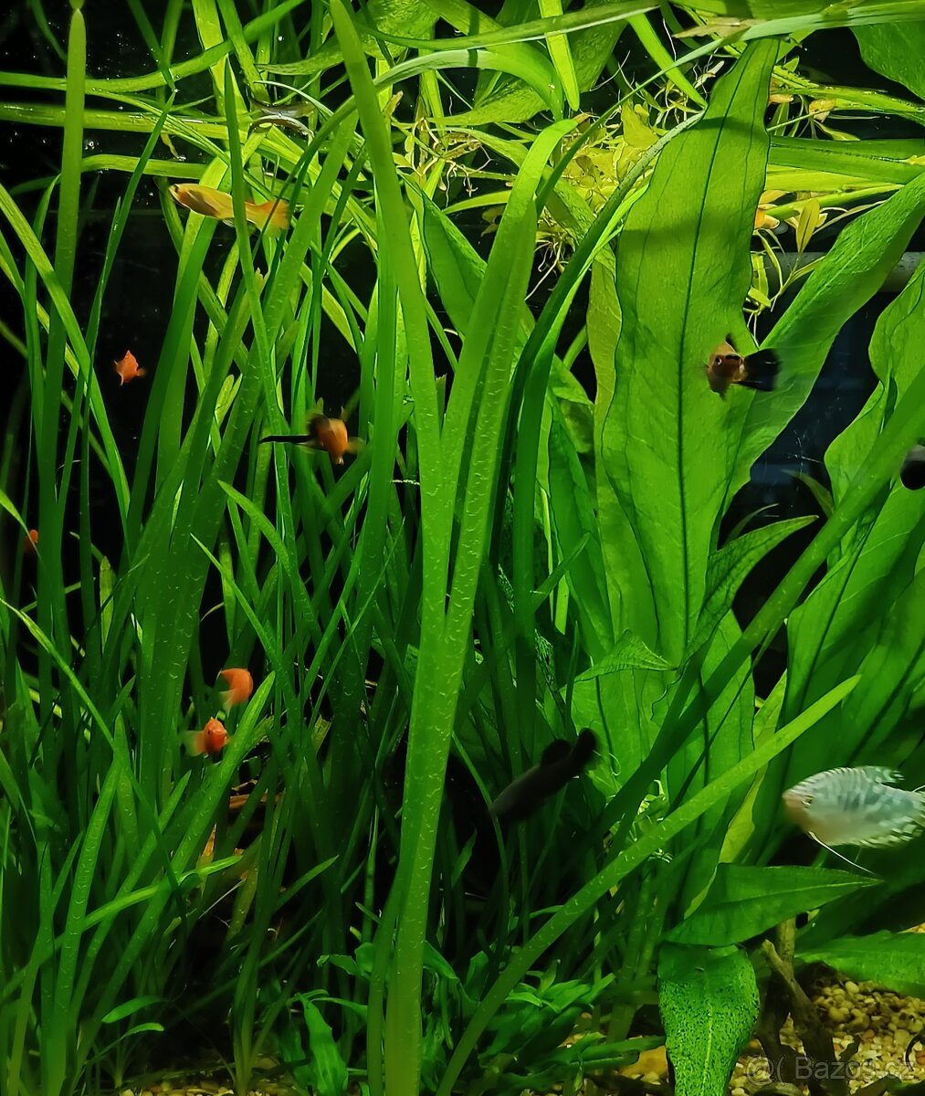 VALLISNERIA SPIRALIS 15-50 cm+EGERIA DENSA 27-20