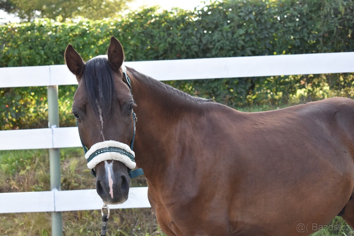 Welsh pony of COB Type