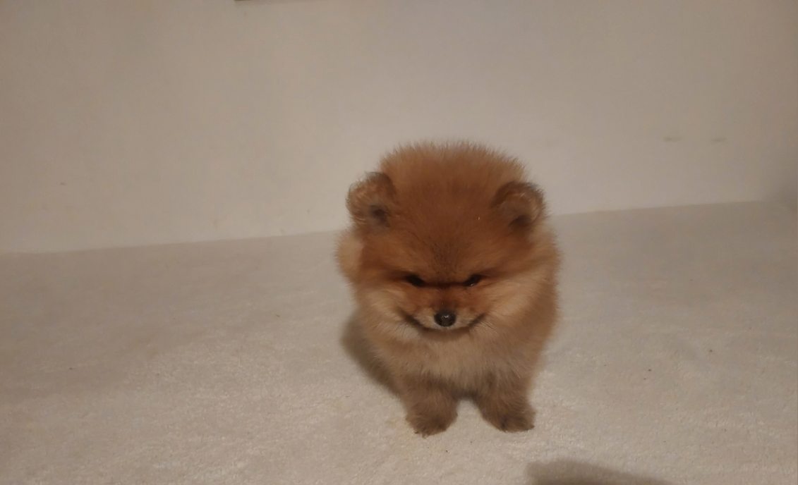 Pomeranian