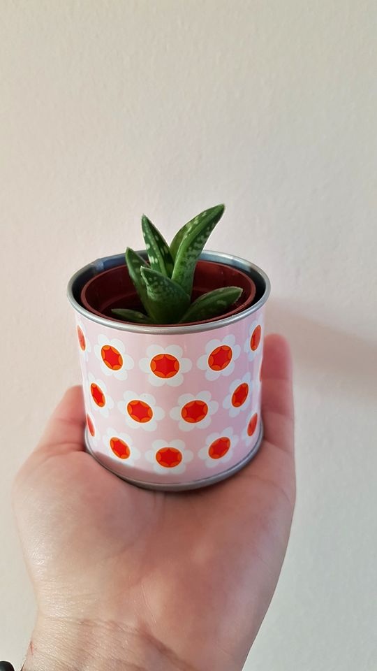 Aloe Variegata