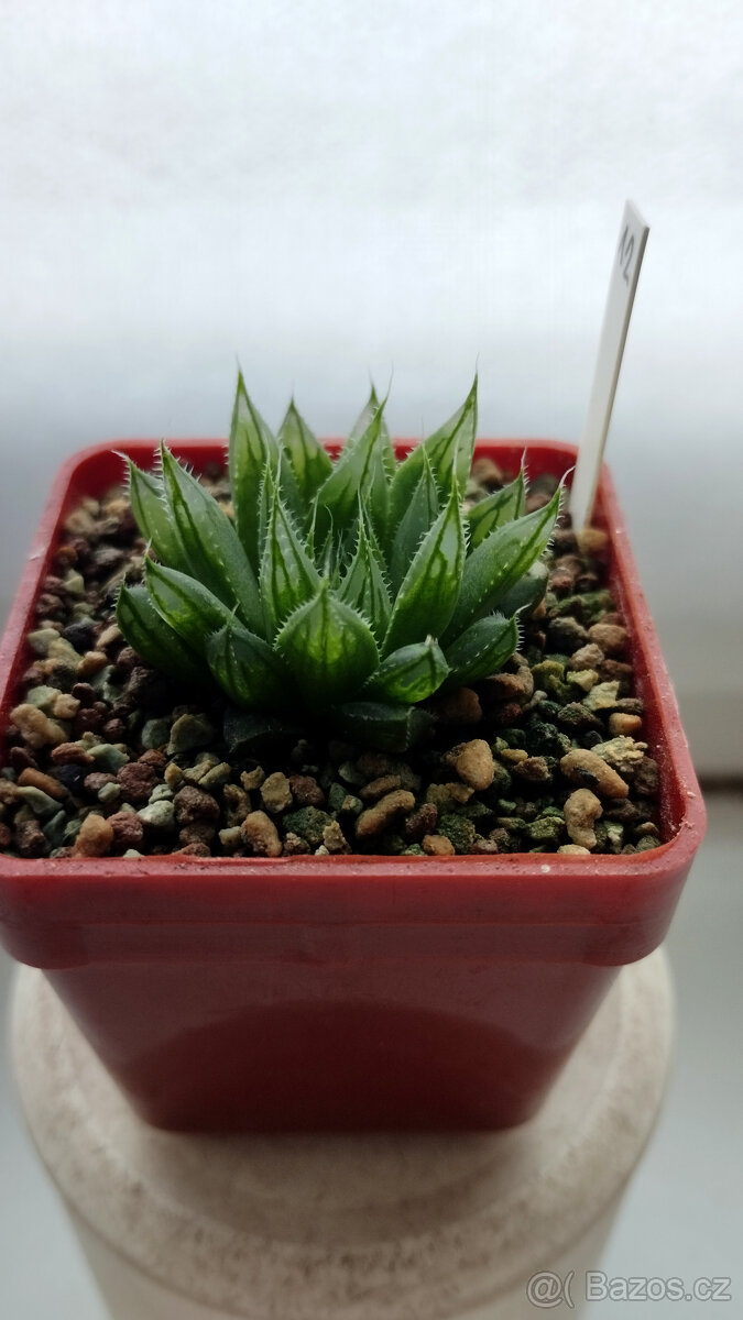 Haworthia cooperi var. Pilifera 'Sabrina' ( sukulent )