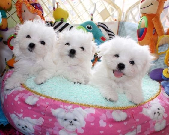 Maltipoo