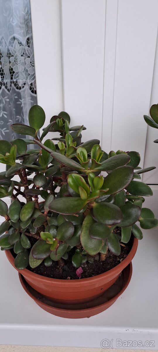 Crassula Ovata-tlustice-sukulent