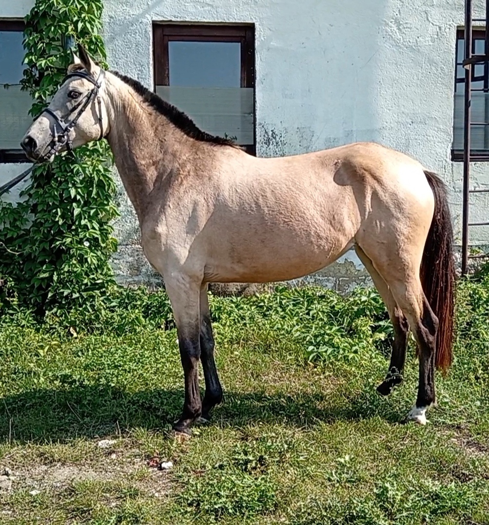 Plavka po Cannon Reuvekamp”s Z