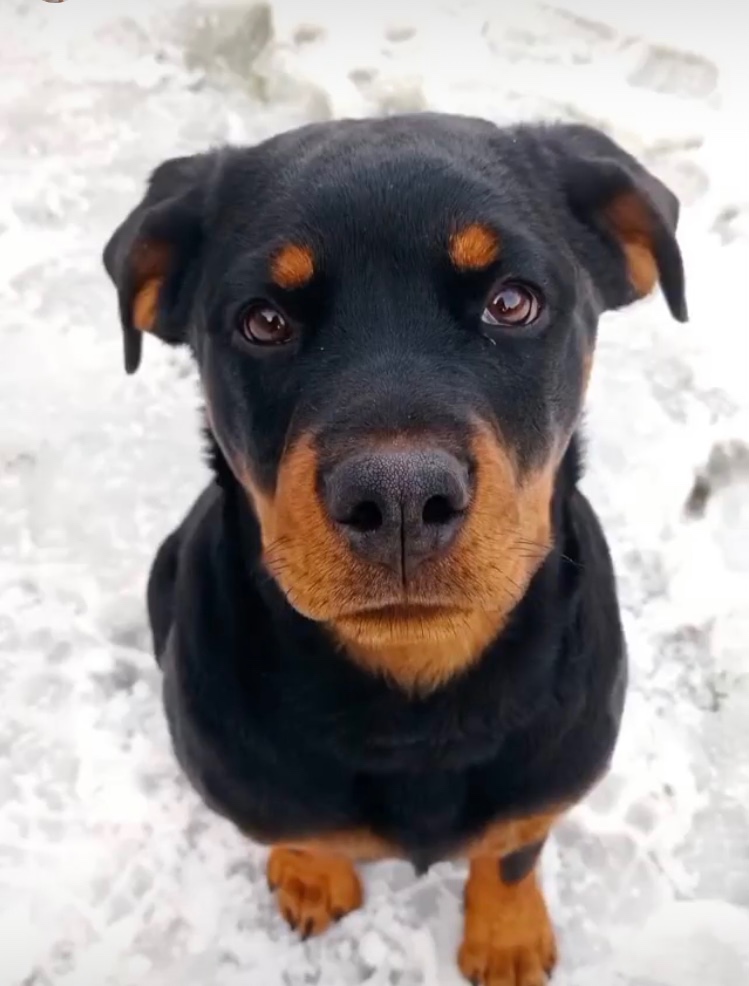 Štěňata Rottweilera