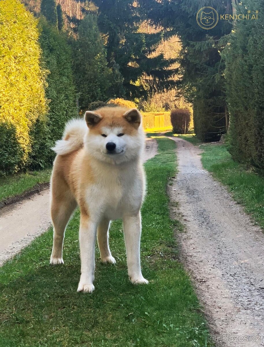 Akita Inu s PP