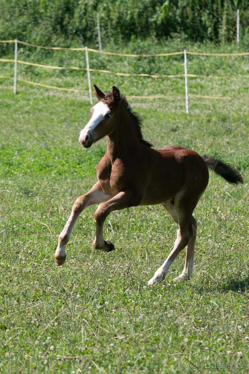 Welsh pard bred hřebeček