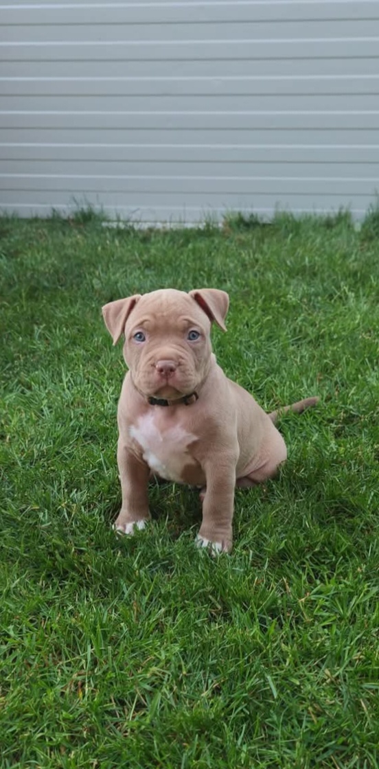 American bully. Staford. Pitbull