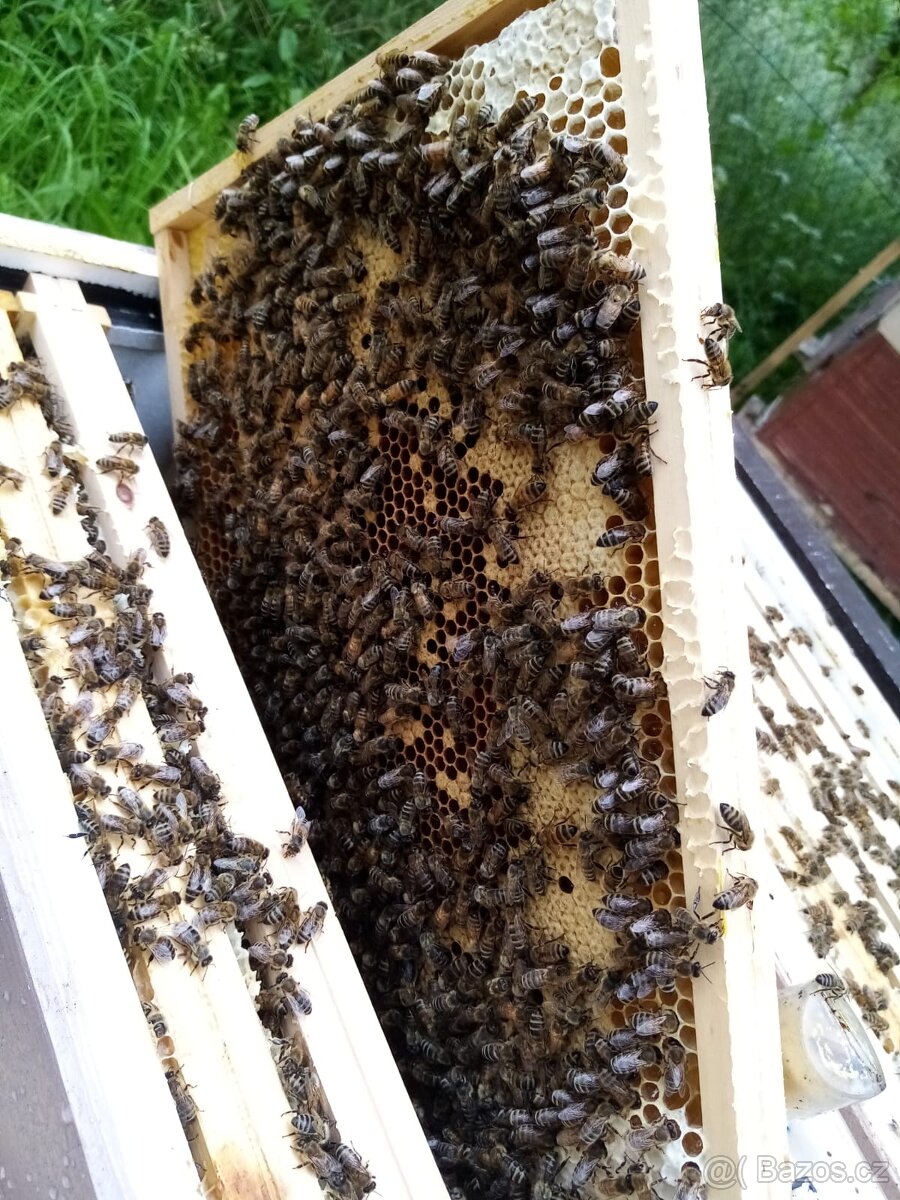 Oddělky, včelstva