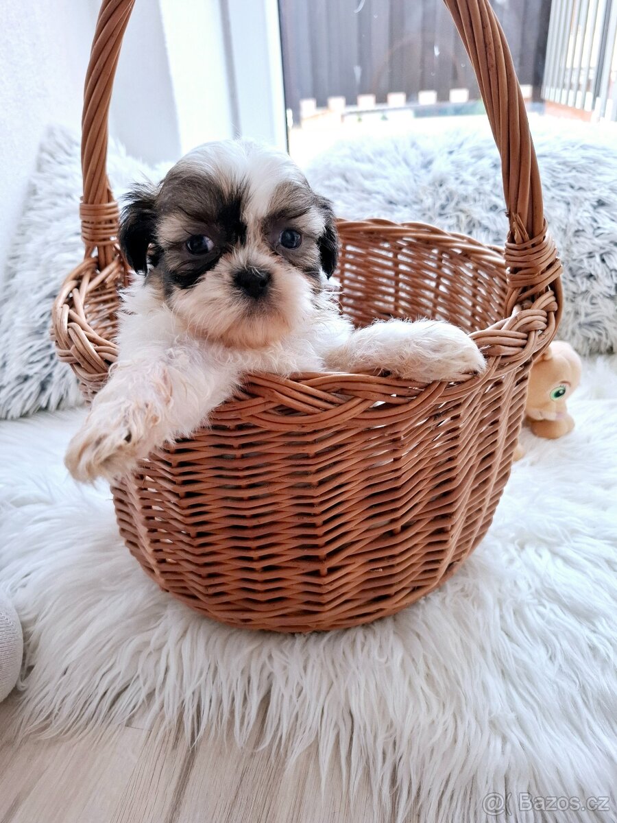 Shih-tzu