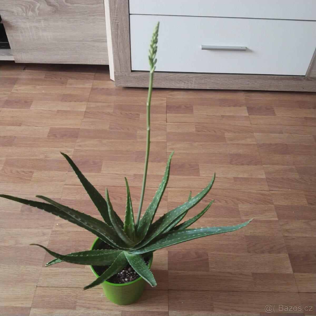 Aloe s květem.Rezervace.