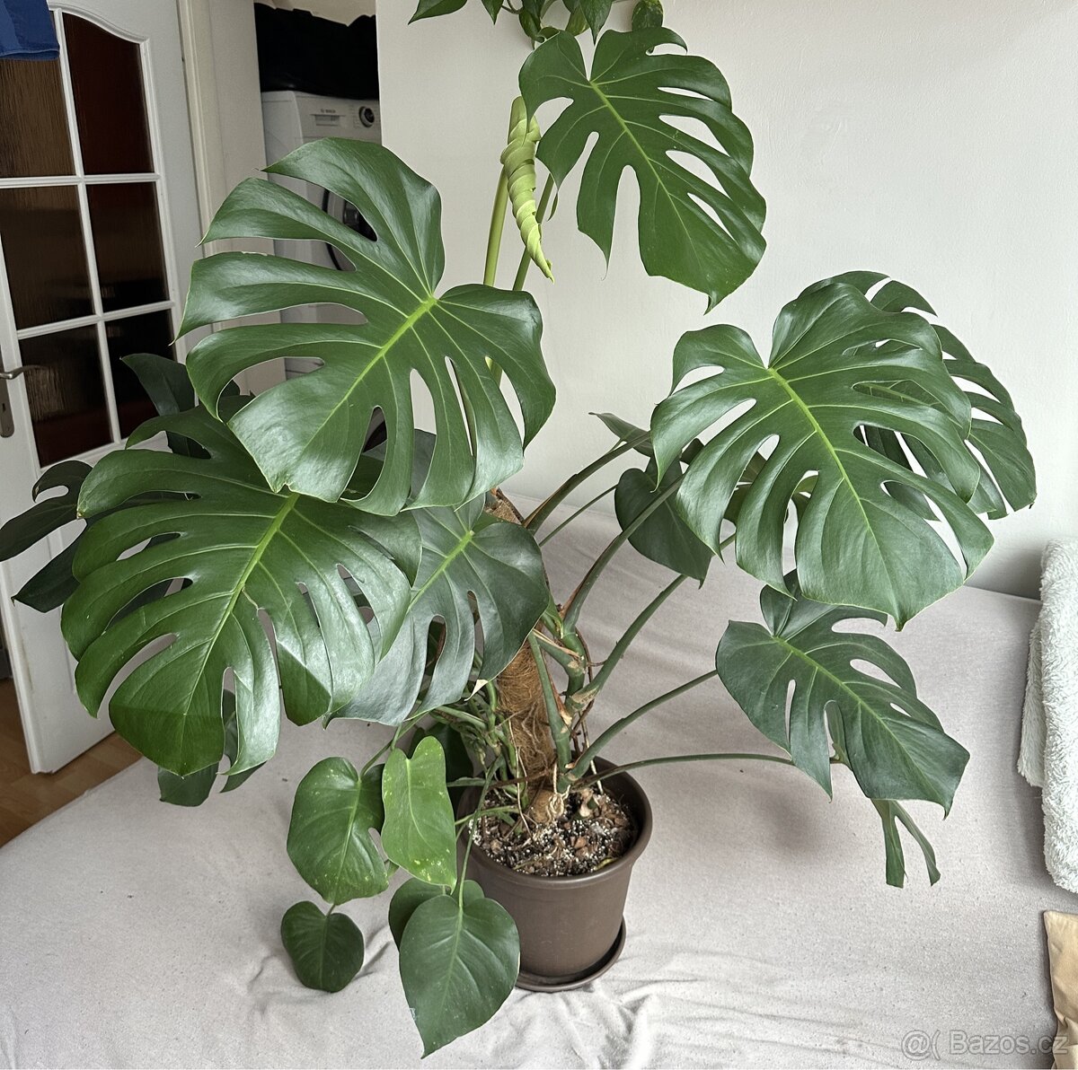 Monstera Deliciosa