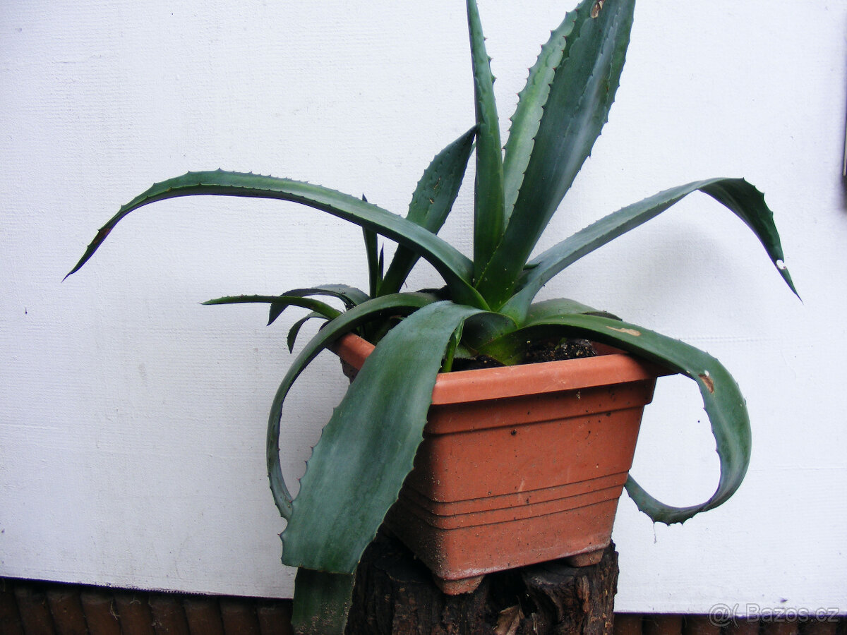 Agave a aloe