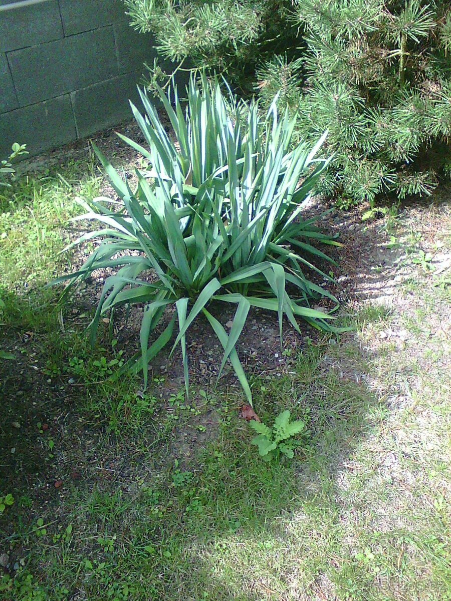 Juka vláknitá-Yucca filamentosa