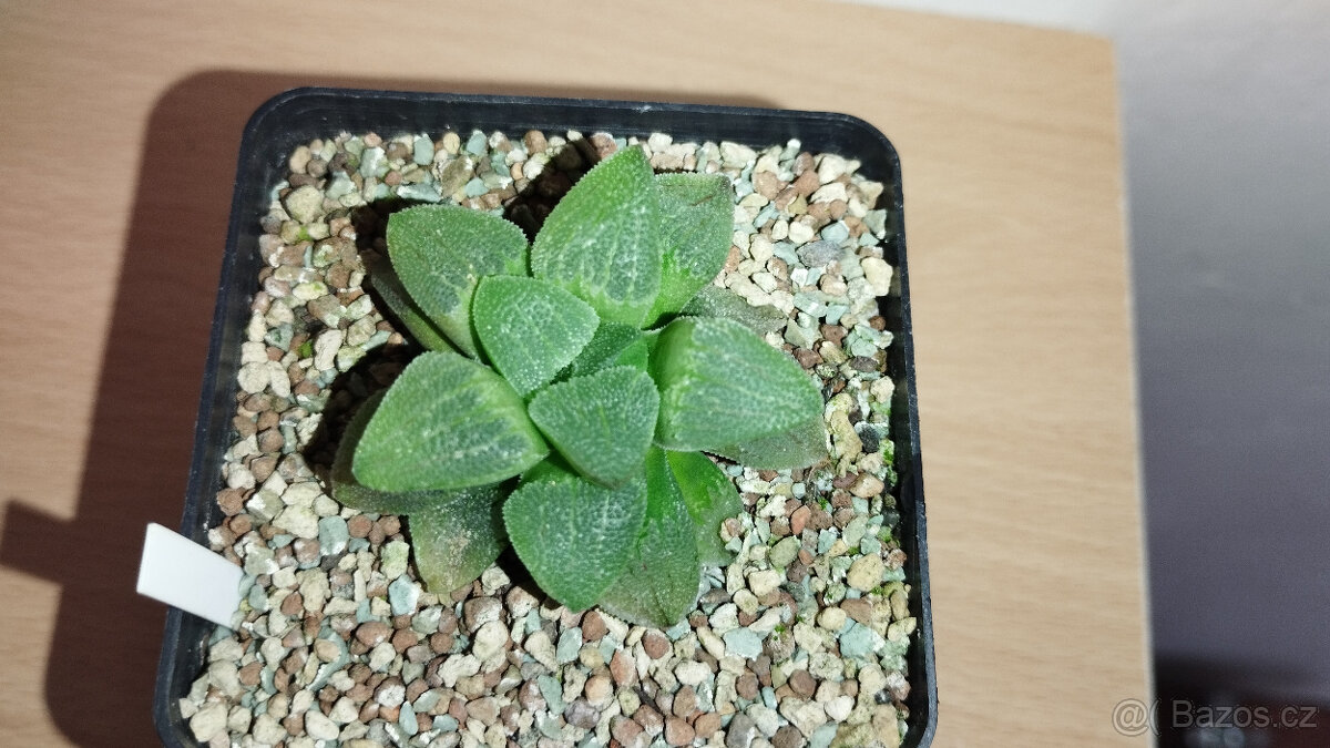 Haworthia Pygmaea var. crystallina ( sukulent )