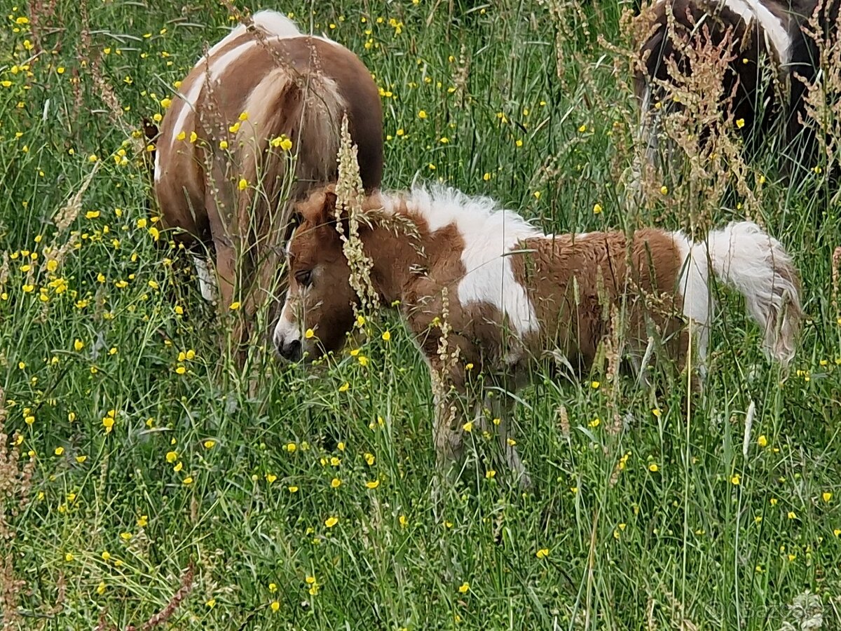 Shetland pony