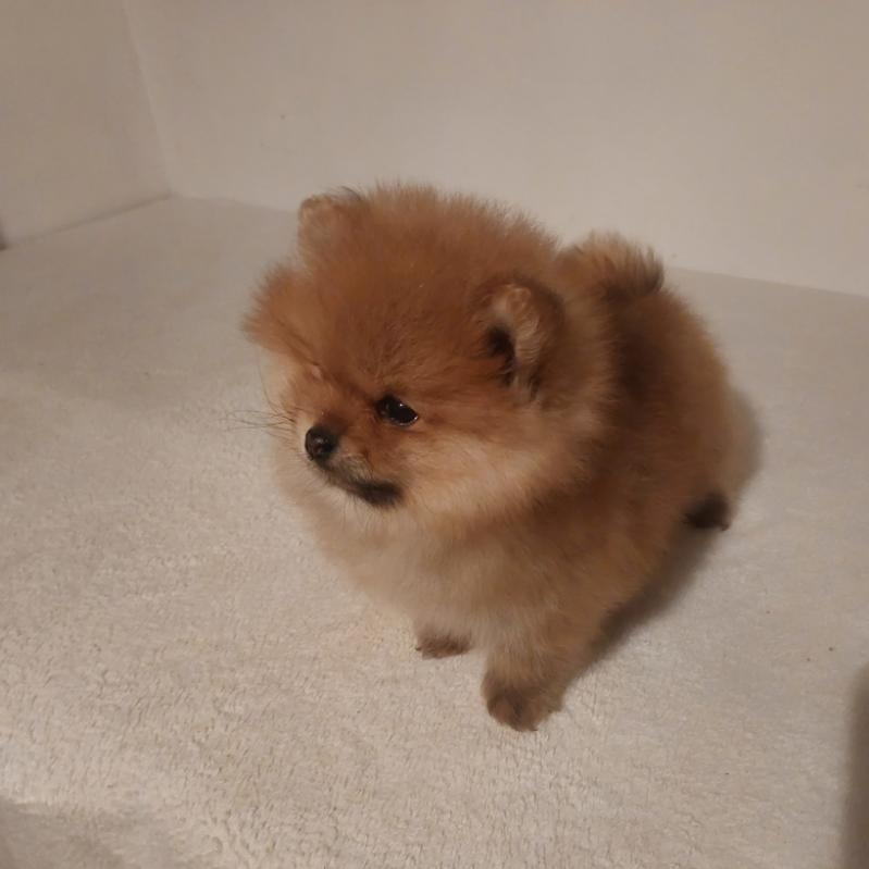 Pomeranian