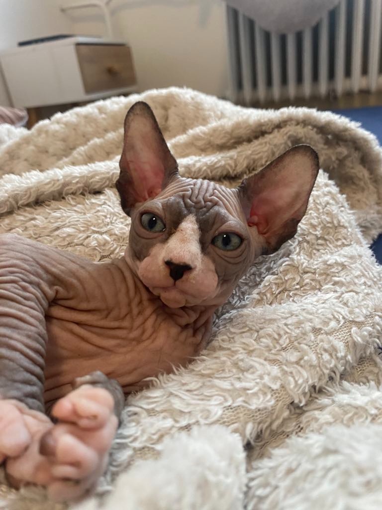 Kanadský Sphynx