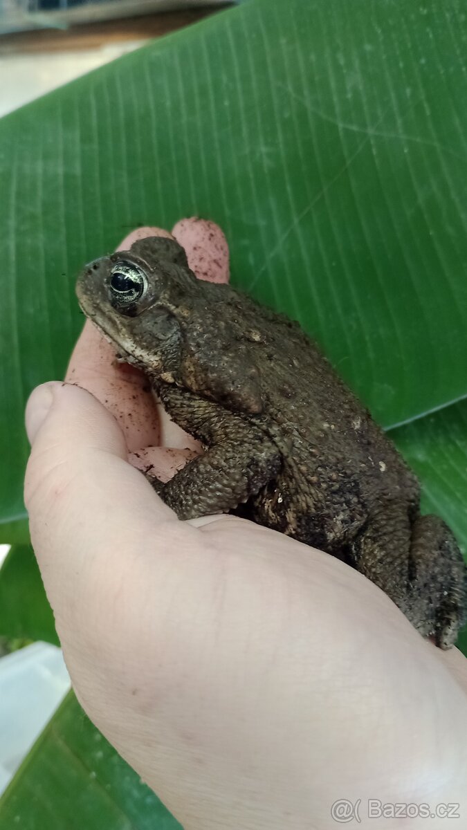 Ropucha obrovská (Rhinella marina)