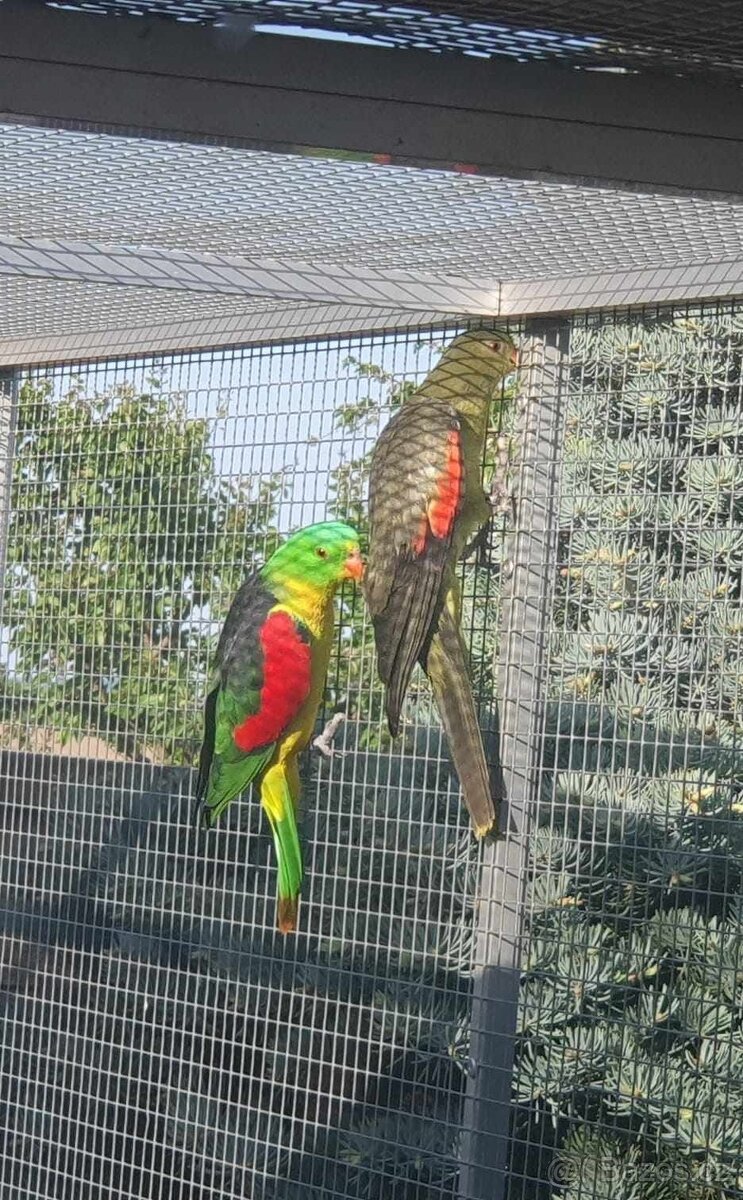 Papoušek červenokridly mutační chovný pár