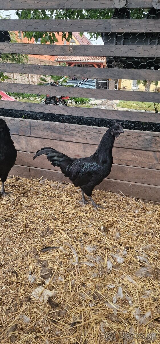 Nabízím letošní kohouty Ayam Cemani