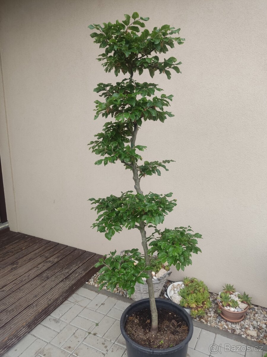 Tvarovany strom, yamadori, bonsai buk lesni