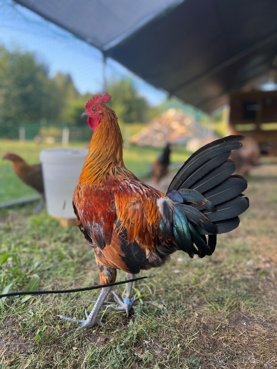 Mladý kohoutek - Ayam Cemani, araukana, hedvábnička