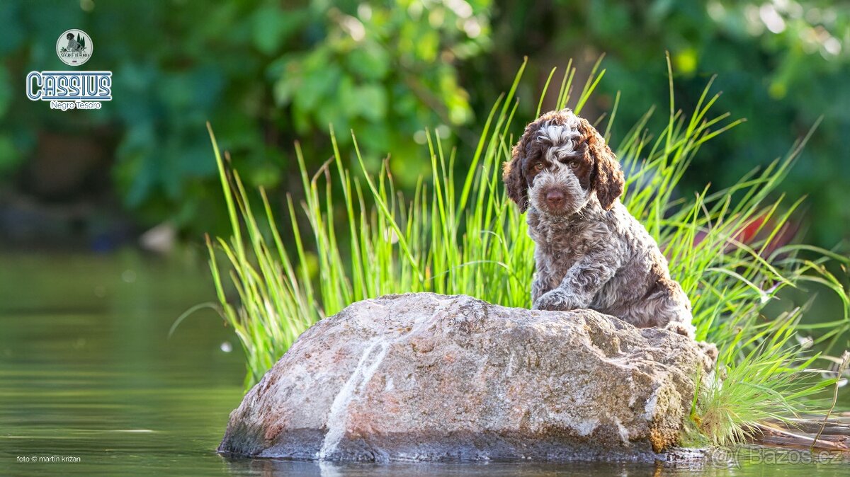 Lagotto Romagnolo s PP