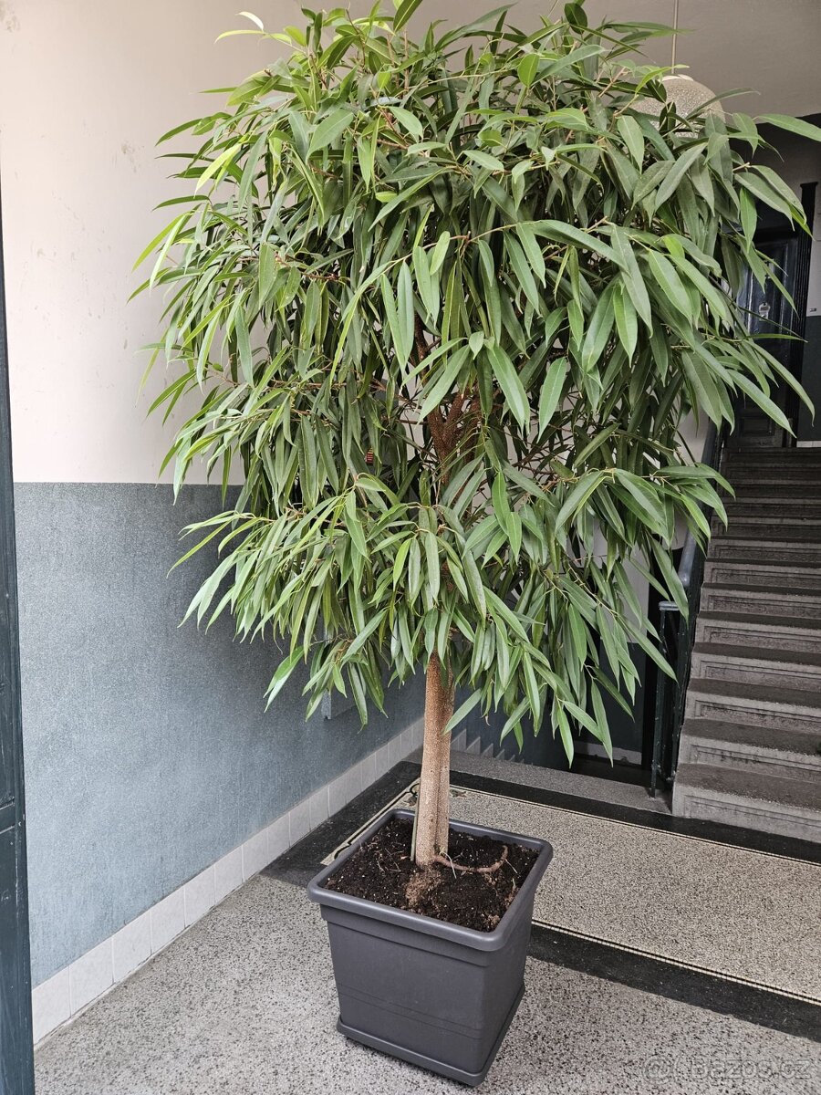 Ficus Ali