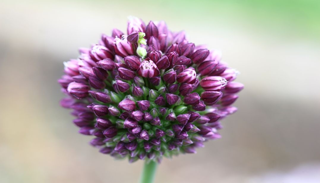 Allium sphaerocephalon - česnek kulatohlavý 1000 semen 50 Kč