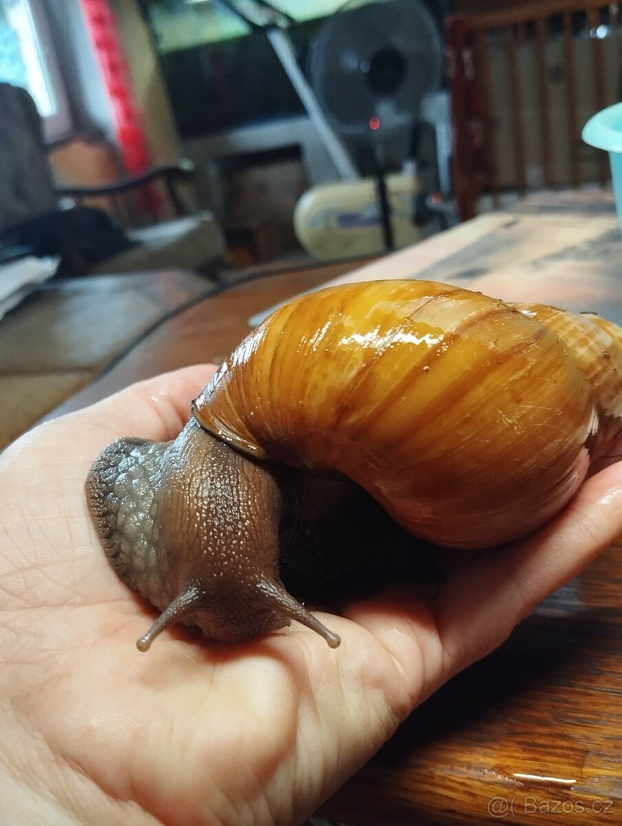 Lissachatina Filica Madagaskar Caramel