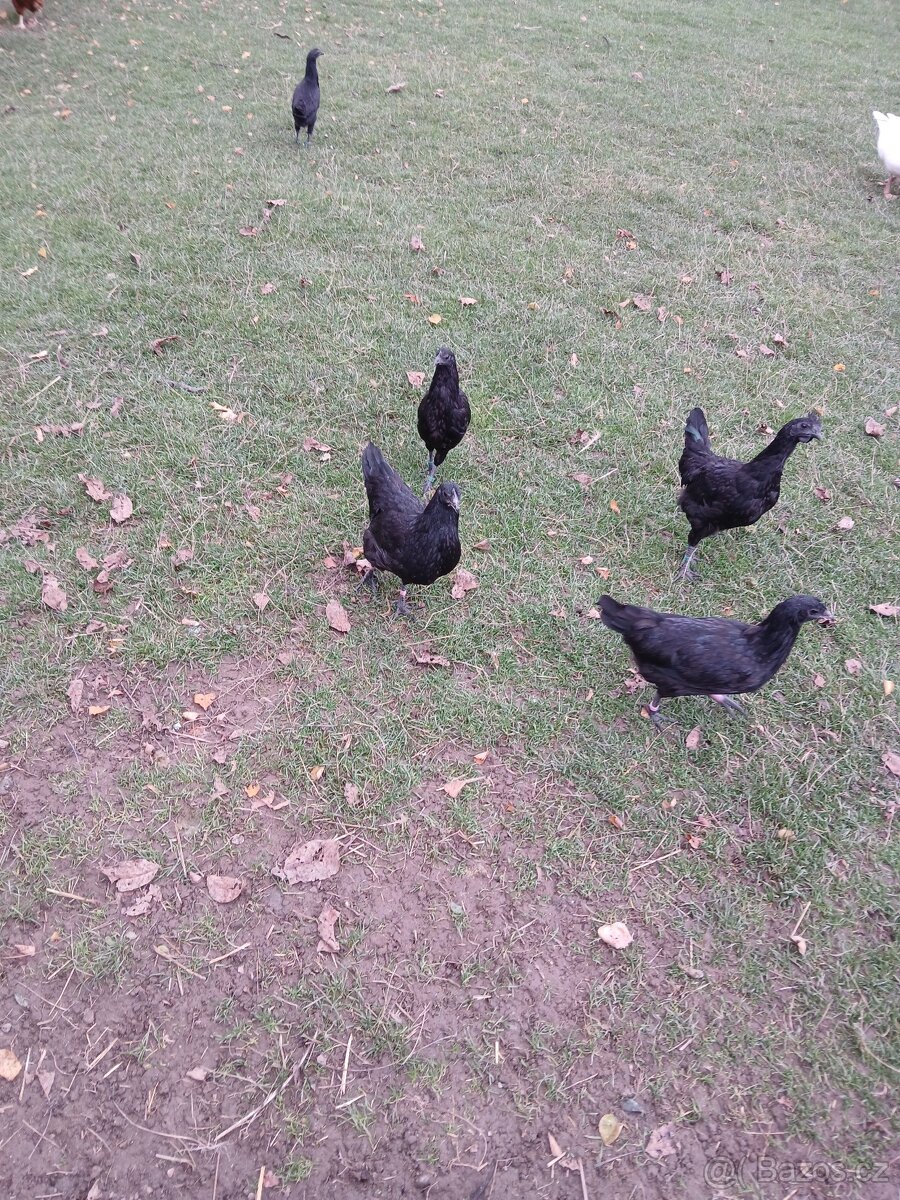 Ayam cemani