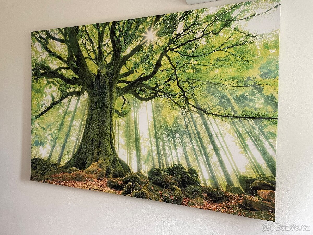 Nástěný obraz na plátbě - příroda, strom