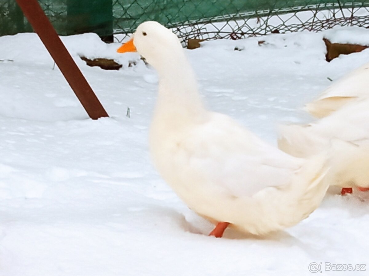 Kachna pekingská - kačer