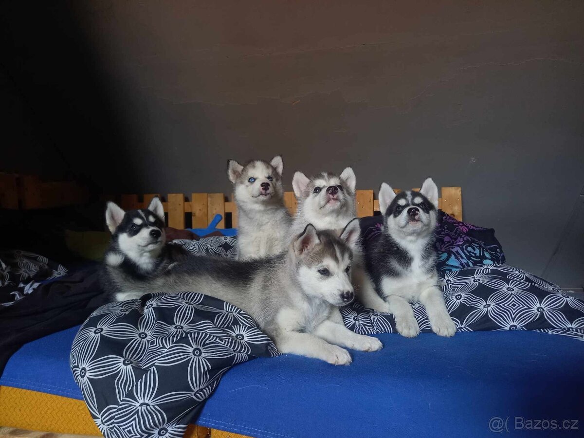 Prodám štěňata Husky