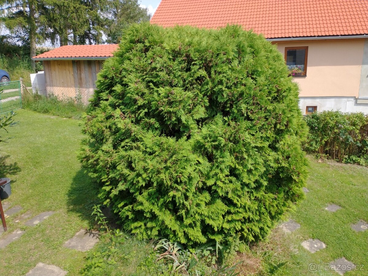 Túje zerav zdravá krásná, výška a šířka přes 2 m