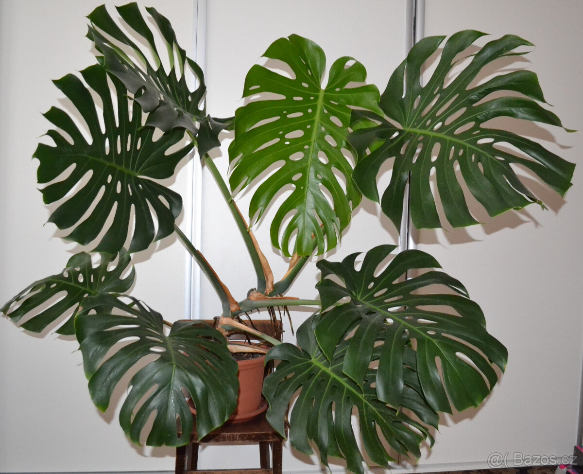 Monstera