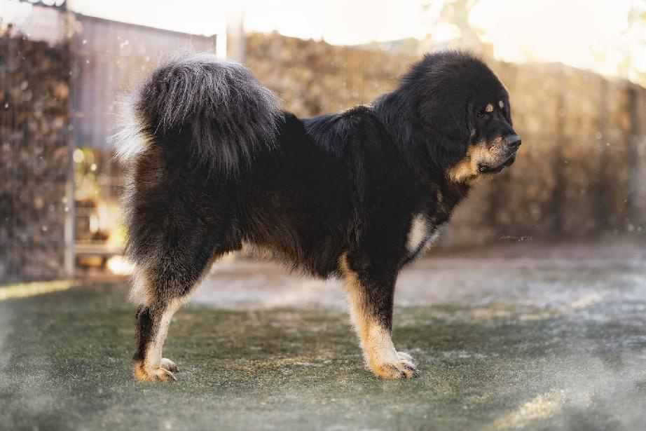 Tibetská doga - štěňátka s průkazem původu