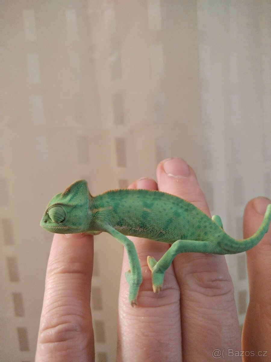 Chameleon jemensky