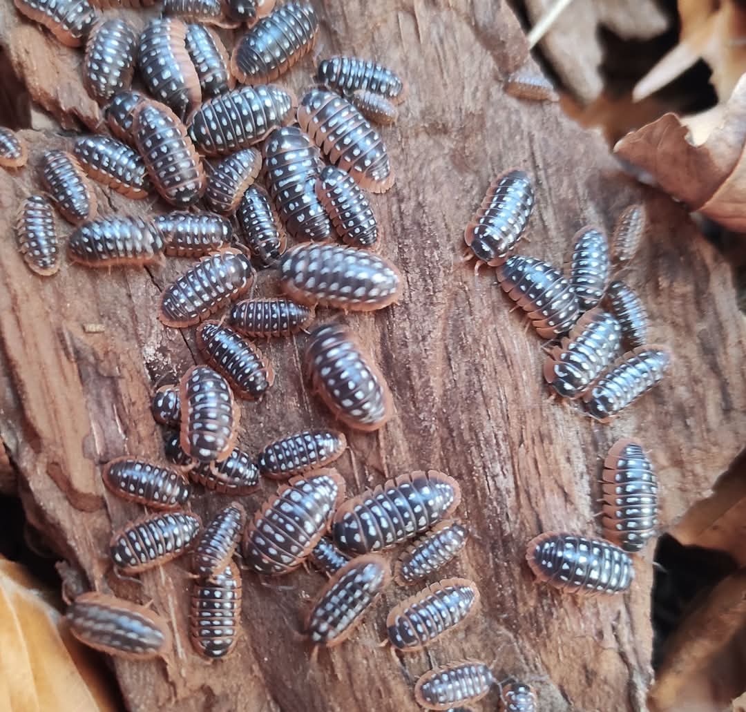 Armadillidium werneri